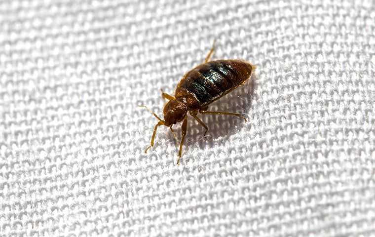 What happen if you have bed bug infestation?
